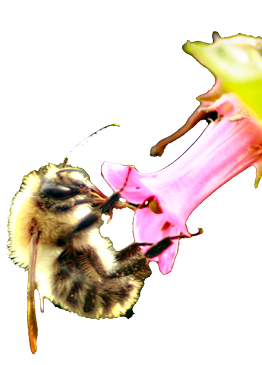 image of bee