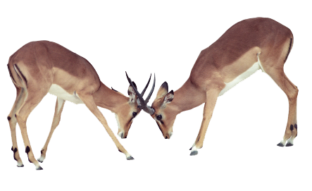 image of deer